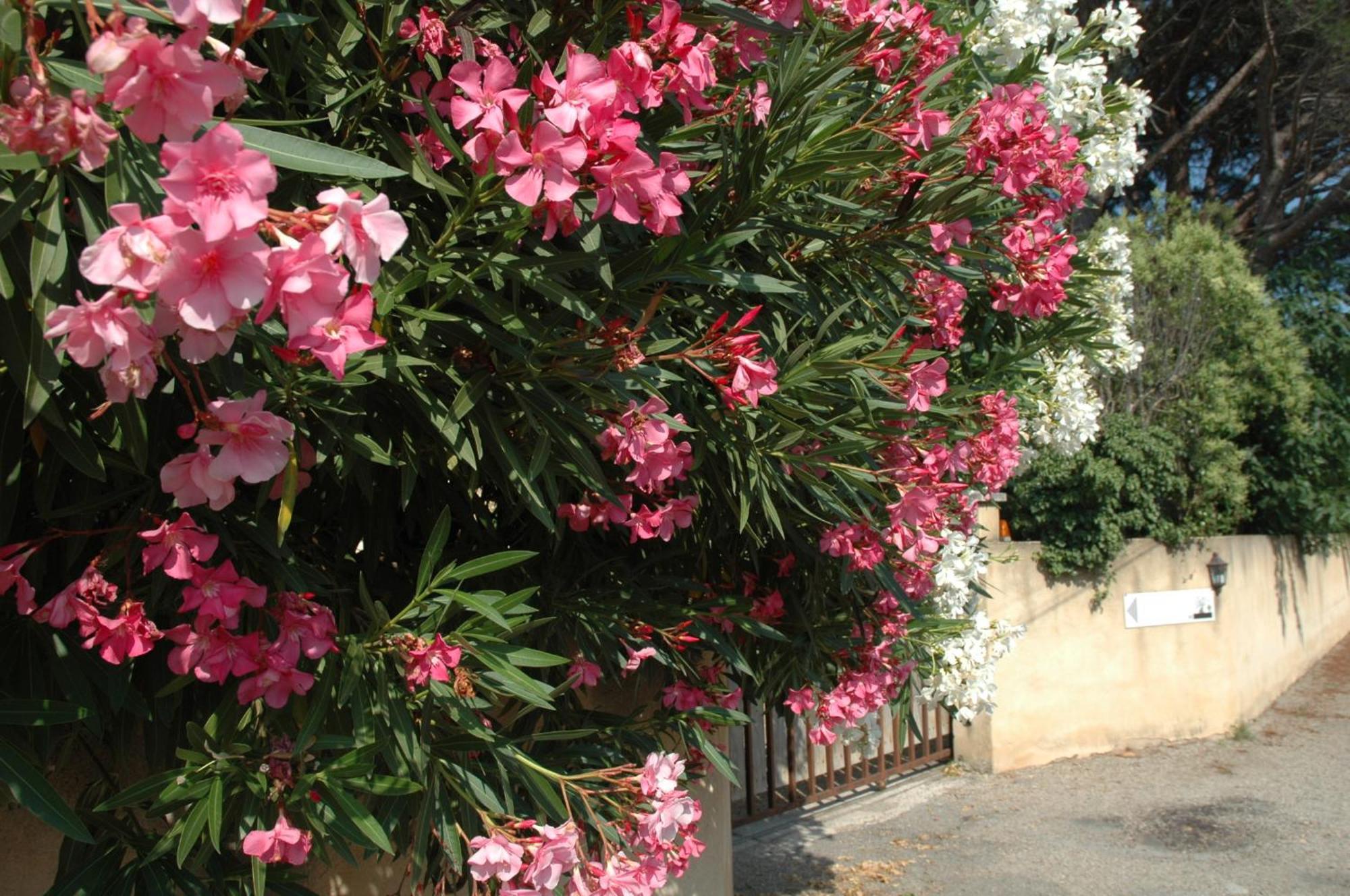 La Vigne Et L'Olivier Apartment Villeneuve-les-Avignon Ngoại thất bức ảnh